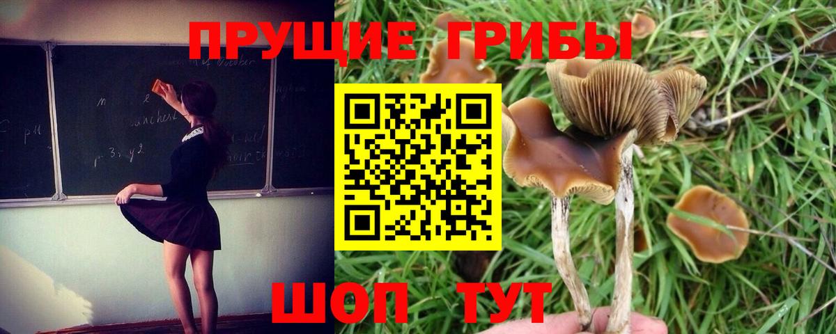 Северск  Псилоцибиновые грибы прущие грибы  Вход с VPN 